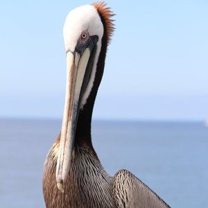 Photography of Sea Bird - Southern California